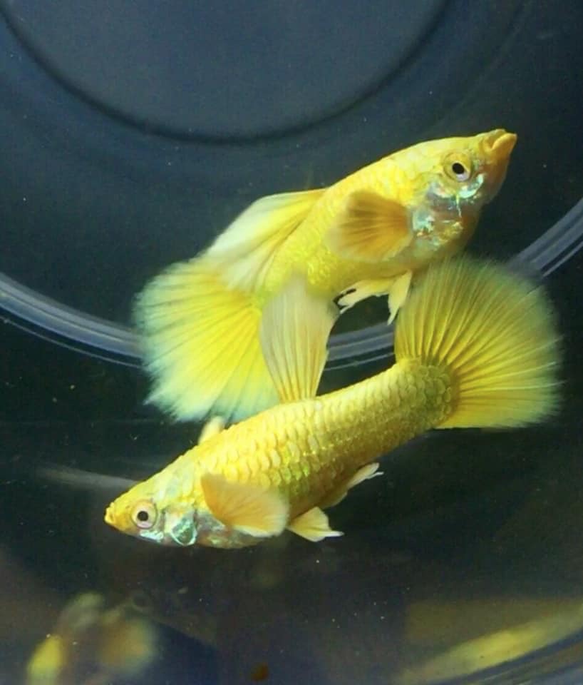 Cá bảy màu Full Gold - Top Thủy Sinh