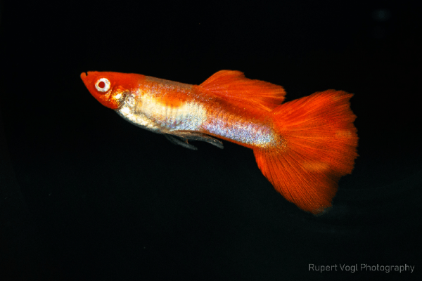 Cá bảy màu Koi Red là loài cá đẹp và thường được nuôi trong các hồ thủy sinh. Để nuôi Koi Red cần chú ý đến nhiệt độ, độ pH và độ cứng của nước. Ngoài ra, chúng cũng cần được cung cấp thức ăn đầy đủ và vôi hoá để tăng sức đề kháng. Hãy xem hình ảnh liên quan để ngắm những chiếc đuôi Koi Red rực rỡ.
